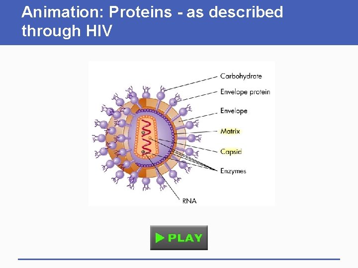 Animation: Proteins - as described through HIV 