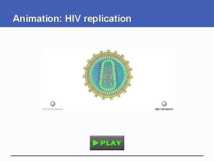 Animation: HIV replication 