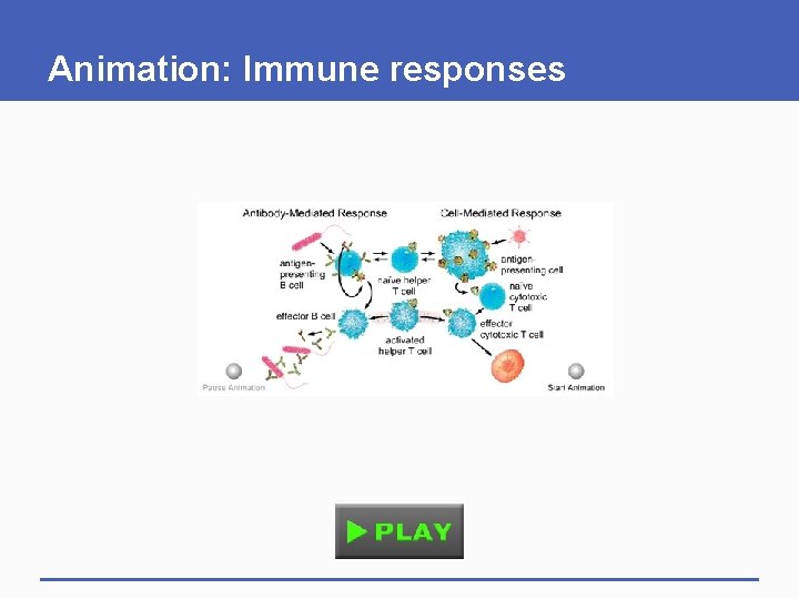 Animation: Immune responses 