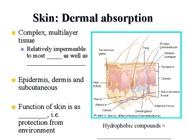 Skin: Dermal absorption n Complex, multilayer tissue n Relatively impermeable to most _____ as