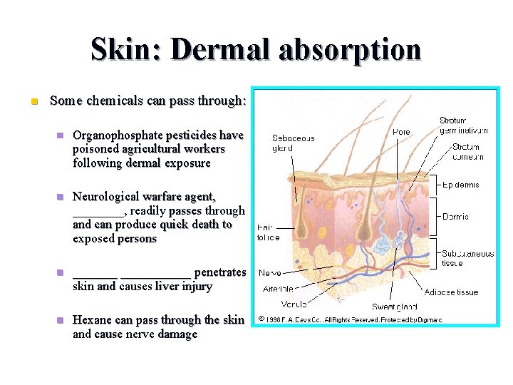 Skin: Dermal absorption n Some chemicals can pass through: n Organophosphate pesticides have poisoned