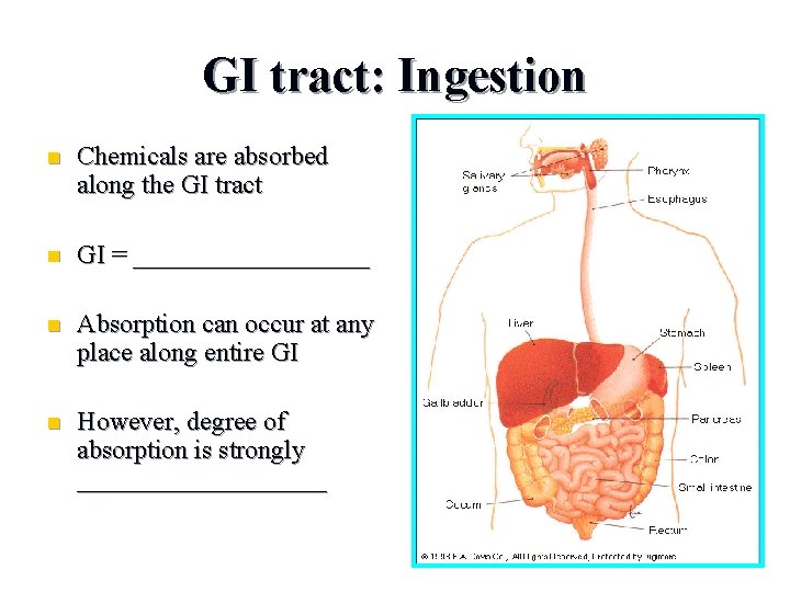 GI tract: Ingestion n Chemicals are absorbed along the GI tract n GI =