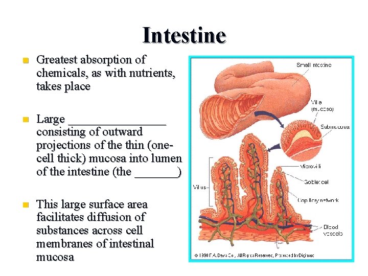 Intestine n Greatest absorption of chemicals, as with nutrients, takes place n Large ________