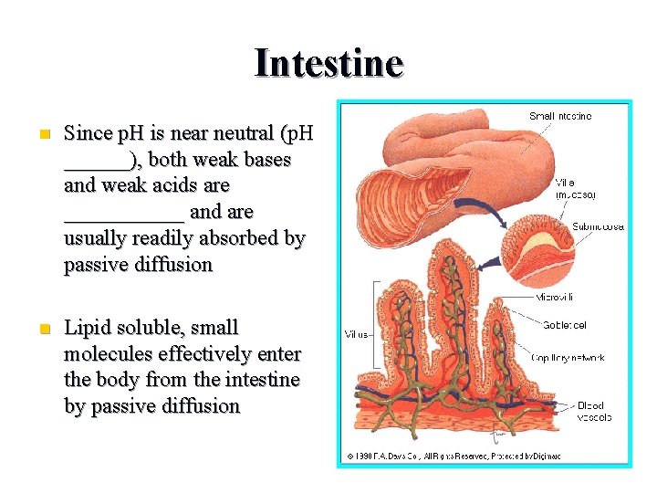 Intestine n Since p. H is near neutral (p. H ______), both weak bases