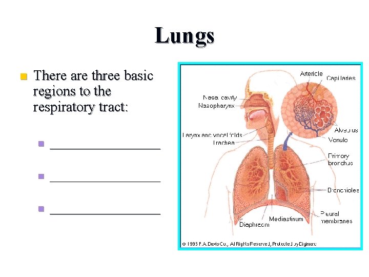 Lungs n There are three basic regions to the respiratory tract: n __________________ n