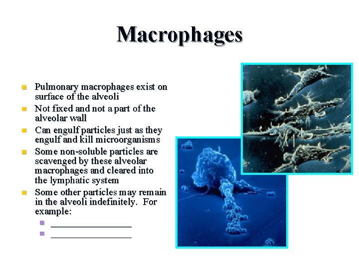 Macrophages n n n Pulmonary macrophages exist on surface of the alveoli Not fixed