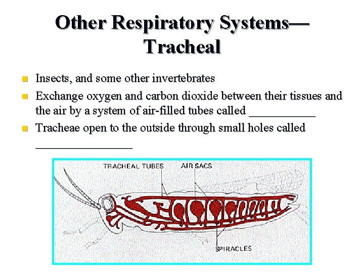 Other Respiratory Systems— Tracheal n n n Insects, and some other invertebrates Exchange oxygen