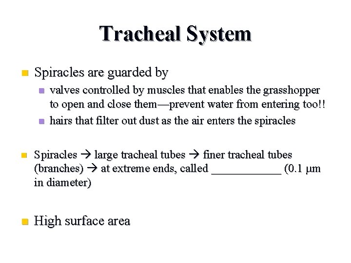 Tracheal System n Spiracles are guarded by n n valves controlled by muscles that