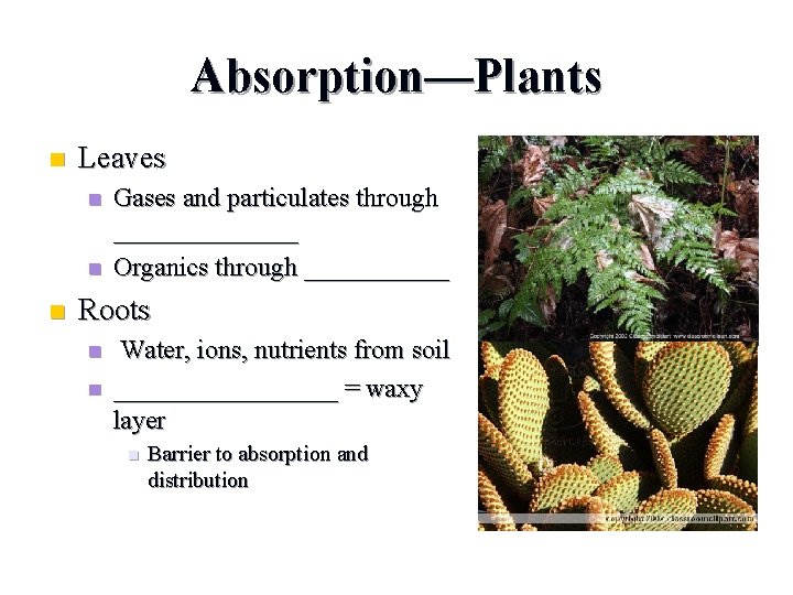 Absorption—Plants n Leaves n n n Gases and particulates through _______ Organics through ______