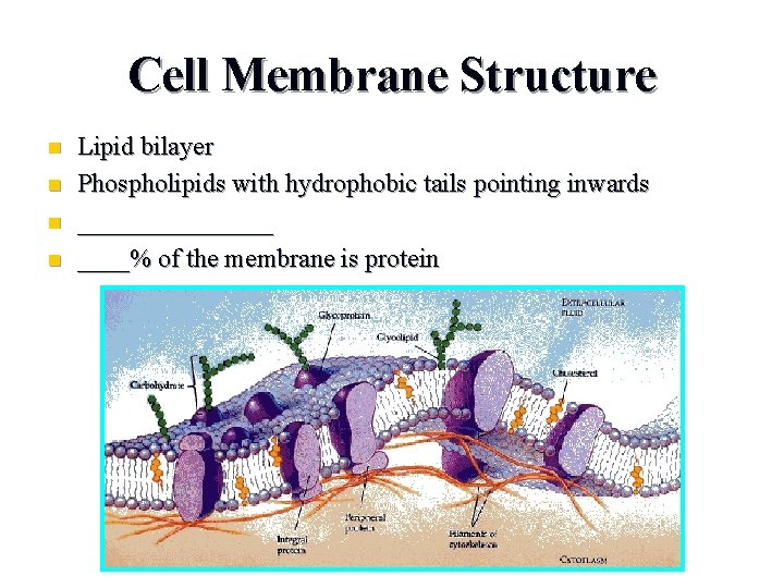 Cell Membrane Structure n n Lipid bilayer Phospholipids with hydrophobic tails pointing inwards ________%