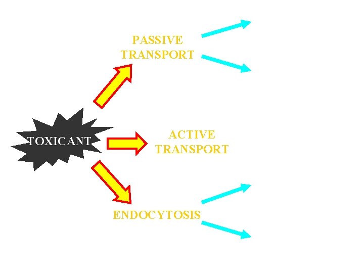 PASSIVE TRANSPORT SIMPLE DIFFUSION FACILITATED DIFFUSION TOXICANT ACTIVE TRANSPORT PHAGOCYTOSIS ENDOCYTOSIS PINOCYTOSIS 