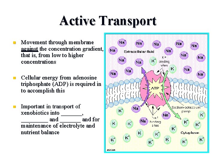 Active Transport n Movement through membrane against the concentration gradient, that is, from low