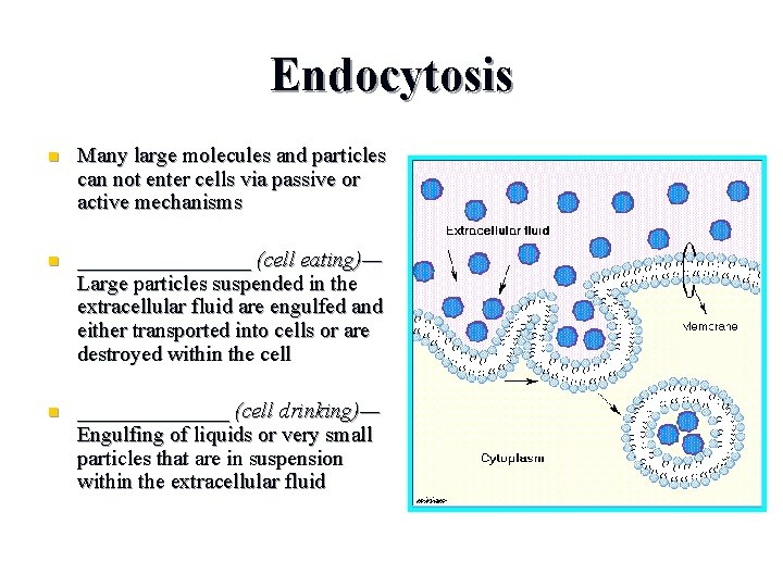 Endocytosis n Many large molecules and particles can not enter cells via passive or