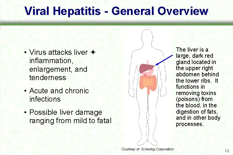Viral Hepatitis - General Overview The liver is a large, dark red gland located