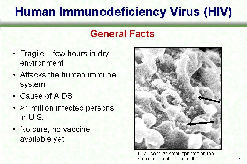 Human Immunodeficiency Virus (HIV) General Facts • Fragile – few hours in dry environment