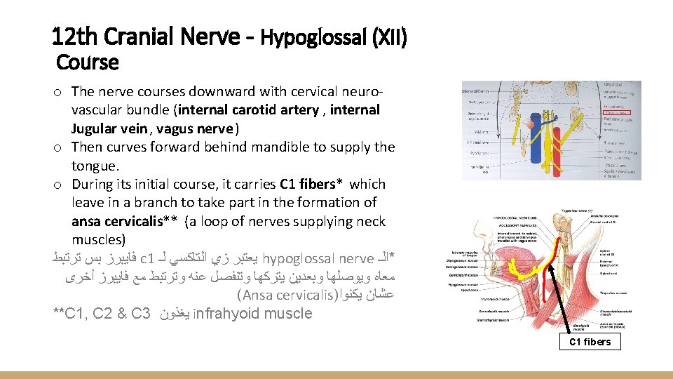 12 th Cranial Nerve - Hypoglossal (XII) Course o The nerve courses downward with