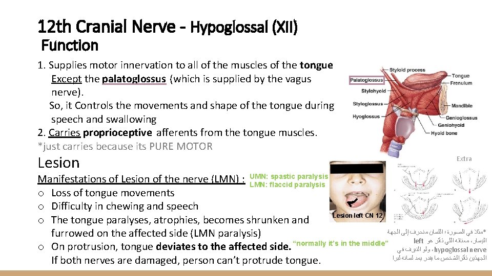 12 th Cranial Nerve - Hypoglossal (XII) Function 1. Supplies motor innervation to all