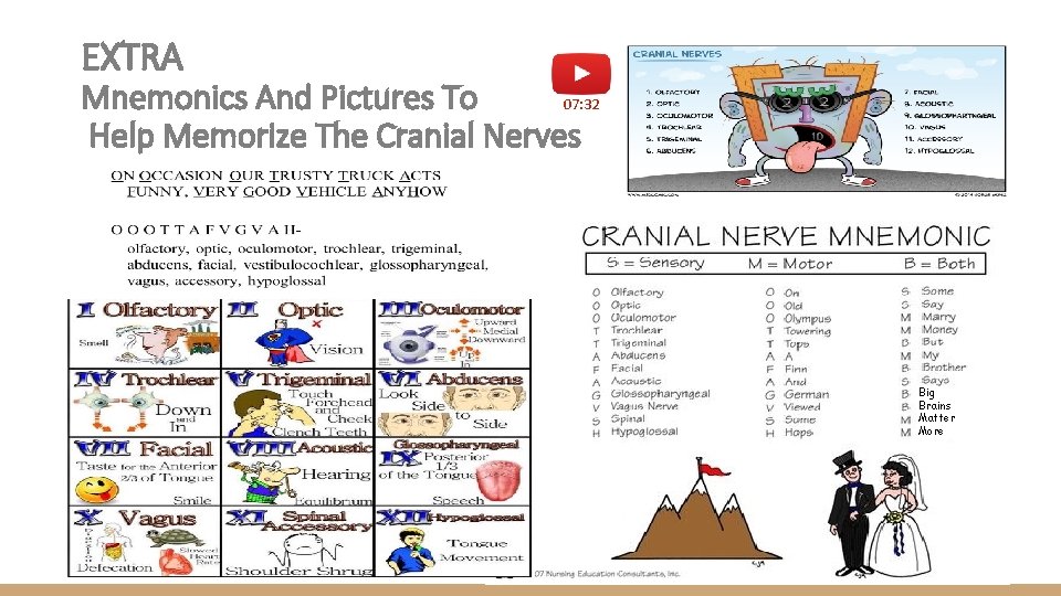 EXTRA Mnemonics And Pictures To 07: 32 Help Memorize The Cranial Nerves Big Brains