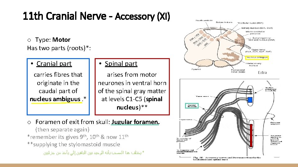 11 th Cranial Nerve - Accessory (XI) o Type: Motor Has two parts (roots)*: