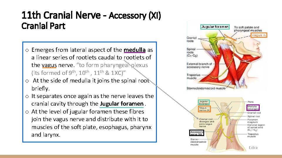 11 th Cranial Nerve - Accessory (XI) Cranial Part o Emerges from lateral aspect