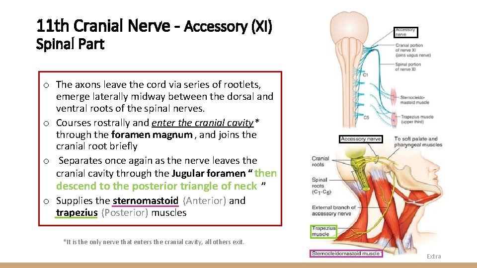 11 th Cranial Nerve - Accessory (XI) Spinal Part o The axons leave the