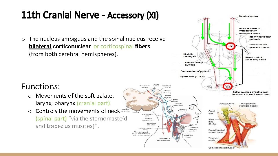 11 th Cranial Nerve - Accessory (XI) o The nucleus ambiguus and the spinal