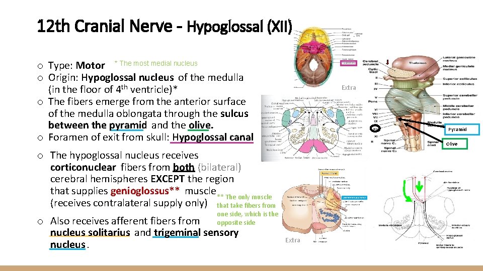 12 th Cranial Nerve - Hypoglossal (XII) o Type: Motor * The most medial