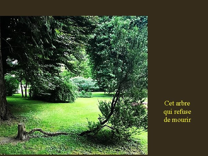 Cet arbre qui refuse de mourir 