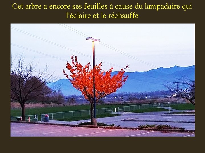 Cet arbre a encore ses feuilles à cause du lampadaire qui l'éclaire et le