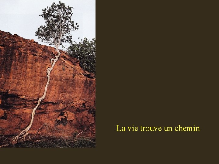 La vie trouve un chemin 