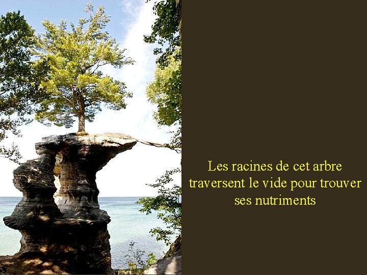 Les racines de cet arbre traversent le vide pour trouver ses nutriments 