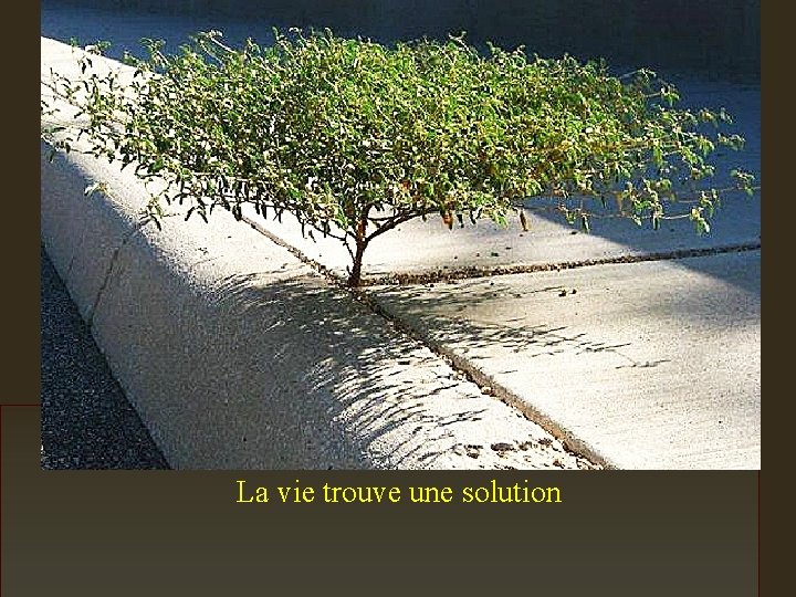 La vie trouve une solution 