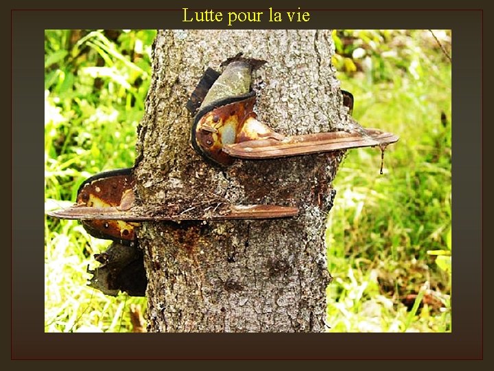 Lutte pour la vie 