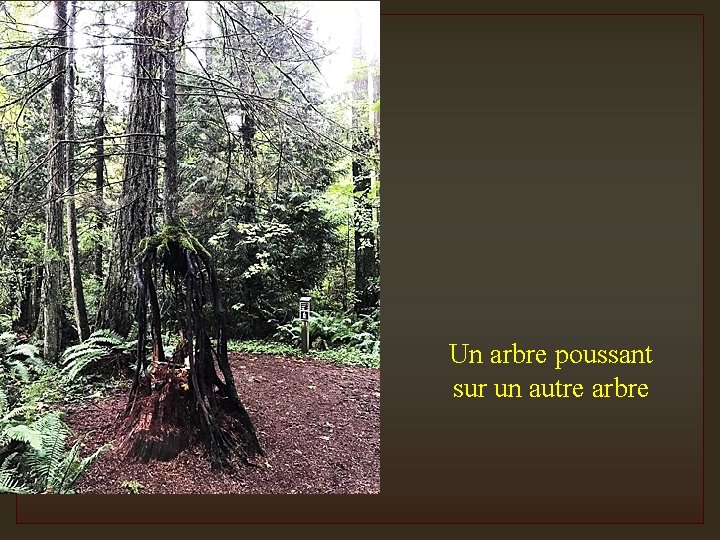 Un arbre poussant sur un autre arbre 