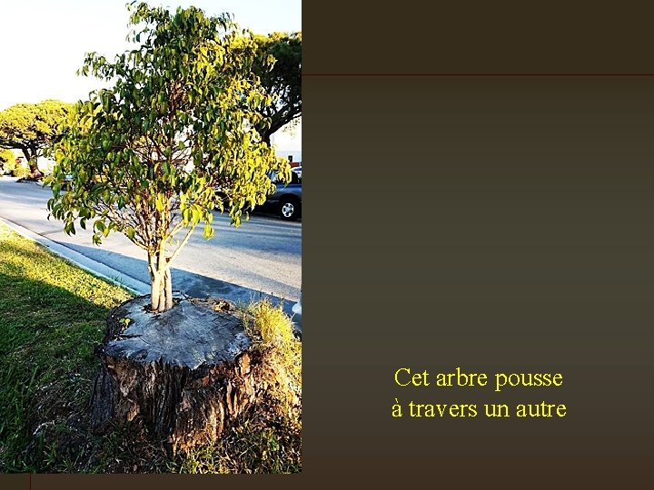 Cet arbre pousse à travers un autre 