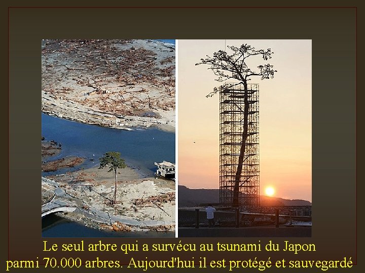 Le seul arbre qui a survécu au tsunami du Japon parmi 70. 000 arbres.