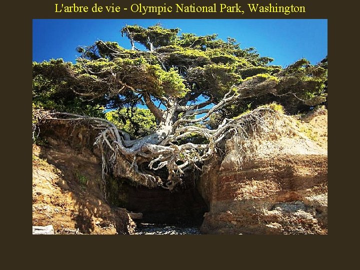 L'arbre de vie - Olympic National Park, Washington 
