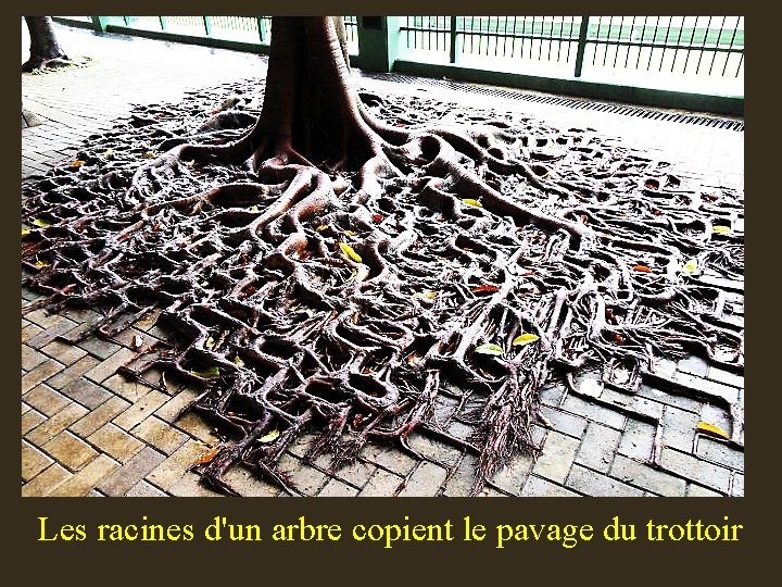 Les racines d'un arbre copient le pavage du trottoir 