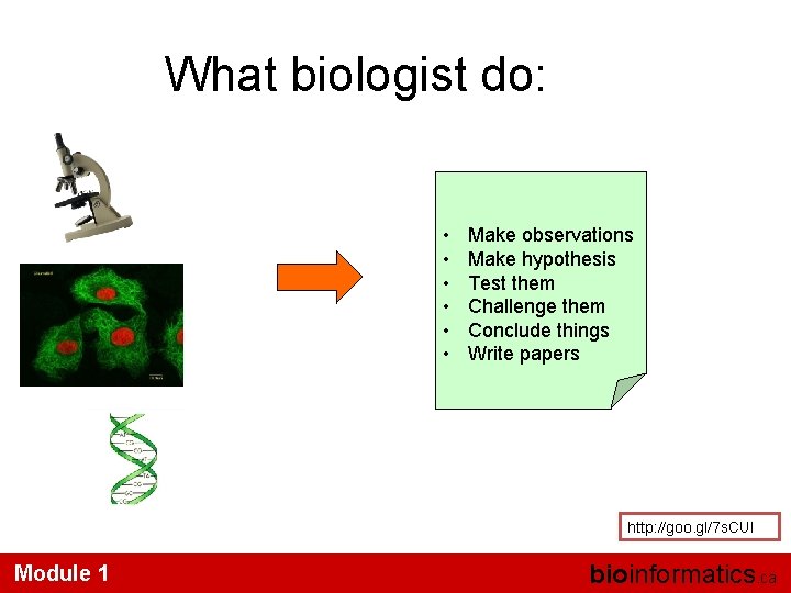 What biologist do: • • • Make observations Make hypothesis Test them Challenge them