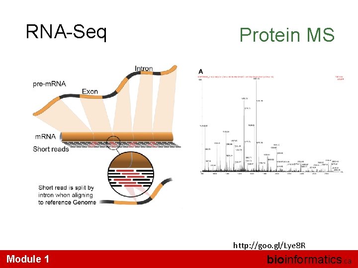 RNA-Seq Protein MS http: //goo. gl/Lye 8 R Module 1 bioinformatics. ca 