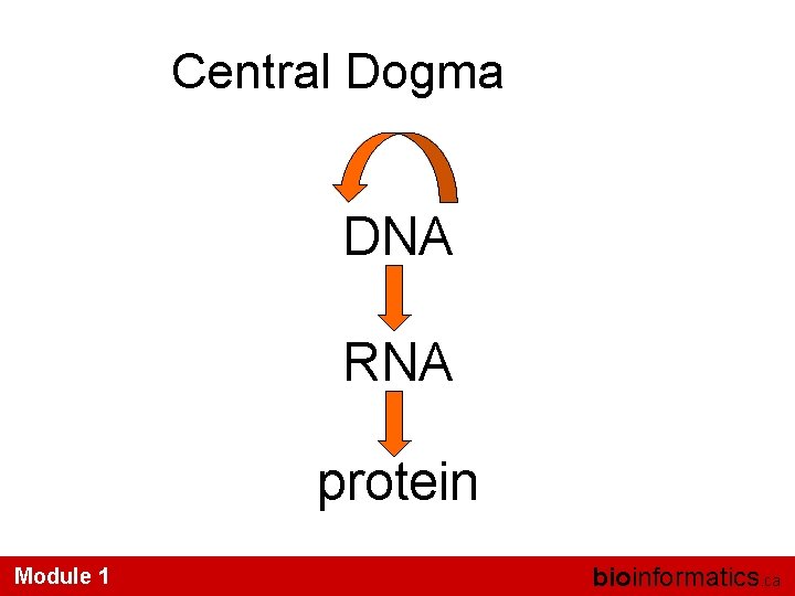 Central Dogma DNA RNA protein Module 1 bioinformatics. ca 