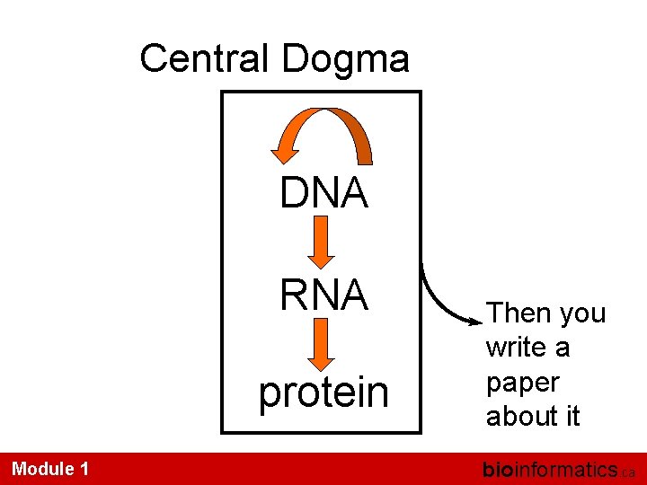 Central Dogma DNA RNA protein Module 1 Then you write a paper about it