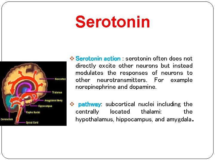 Serotonin v Serotonin action : serotonin often does not directly excite other neurons but