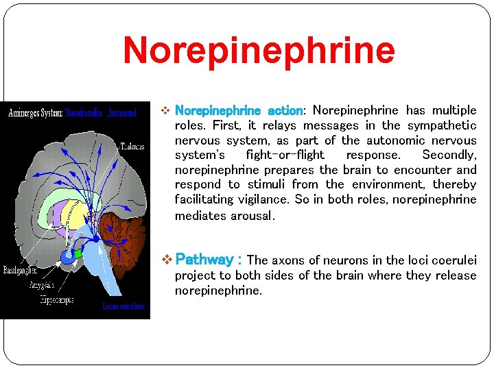 Norepinephrine v Norepinephrine action: Norepinephrine has multiple roles. First, it relays messages in the