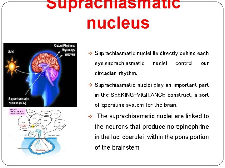 Suprachiasmatic nucleus v Suprachiasmatic nuclei lie directly behind each eye. suprachiasmatic nuclei control our