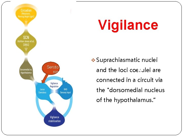 Vigilance v Suprachiasmatic nuclei Seroto nin and the loci seroto nin coerulei are connected