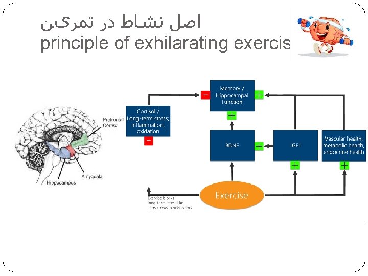  ﺍﺻﻞ ﻧﺸﺎﻁ ﺩﺭ ﺗﻤﺮیﻦ principle of exhilarating exercise 