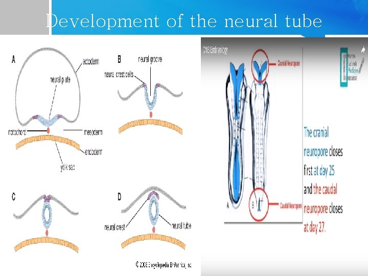 Development of the neural tube 