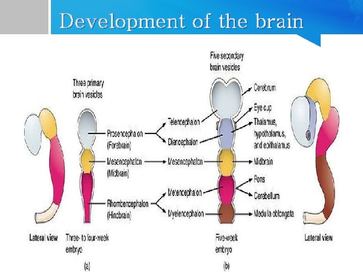 Development of the brain 