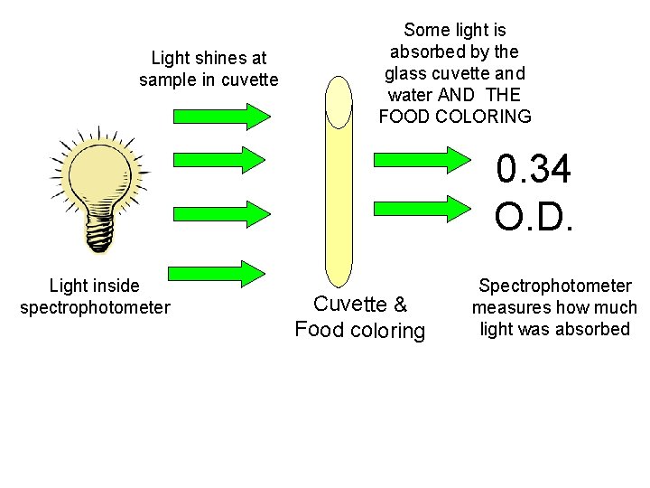 Light shines at sample in cuvette Some light is absorbed by the glass cuvette